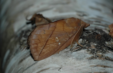 Grasglucke, Trinkerin (Euthrix potatoria ) - © Leo Kuzmits